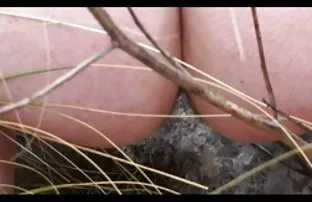XXX Istri bokep indo siswi mesum suaminya di pantat dengan tali-on dan dia cums off tanpa tangan